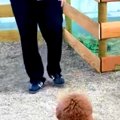 『本当にトイプード…