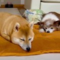 『老犬(18歳)と柴犬(…