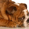 犬に罪悪感はあるの…