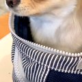 『お出かけ行くよ』…
