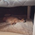 犬はこたつで長くな…