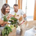 犬に絶対NGな『野菜…