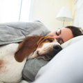 犬が『一緒に寝たい…