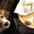 犬に乳製品を与える…