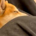妊婦さんのお腹に頭…