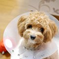 愛犬が他の犬に噛ま…