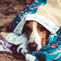 犬が前足で「もみも…