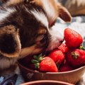犬が食べても大丈夫…