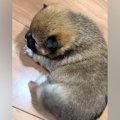 赤ちゃん犬が『自分…