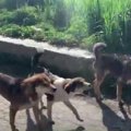 【ネパール】野良犬…