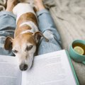 犬が大好きな人に見…