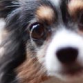 目が大きな犬種や老…