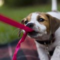 犬に「はなせ」を教…