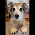 世界最強にかわいい…