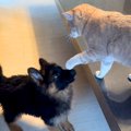 新入りの子犬に先住…