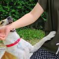 犬が『甘噛み』をし…