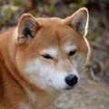 犬が『ふてくされて…