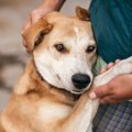 犬が『パニック状態…