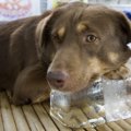 犬に暑さ対策で氷を…