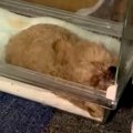 瀕死の赤ちゃん犬を…