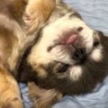 朝のダラダラタイム…