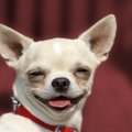 幸せいっぱい！犬が…
