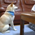 娘の勉強中、イタズ…
