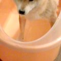 濡れるのが大嫌いな…