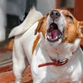 犬が『地震前』にと…