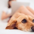 犬が『人をバカにし…