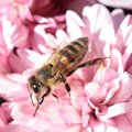 犬が蜂に刺された時…