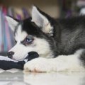犬が密かに狙ってい…