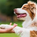 犬が飼い主を『喜ば…