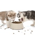 犬が遊び食いをする…