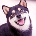 愛犬が遊んでほしい…