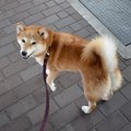 犬が散歩中にする行…