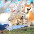 犬と『初のお花見』…