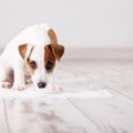 犬が『人の前でトイ…