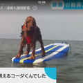 タレント犬コーダの…