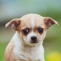 犬が『耳を下げてい…