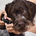 犬が首輪を嫌がる時…