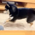 普段はおとなしい犬…