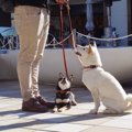 とってもキュート♡犬…