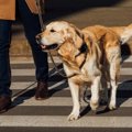 補助犬達はかわいそ…