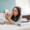 飼い主は犬の安全と…