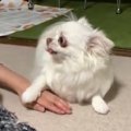 ママにおもちゃを隠…