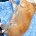 生後12日目の『秋田…