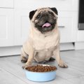 犬がいつまでもご飯…
