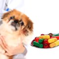 犬の薬の飲ませ方！…