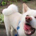 朝のお散歩、ギリギ…
